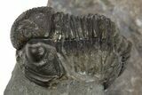 Detailed Gerastos Trilobite Fossil - Morocco #310247-2